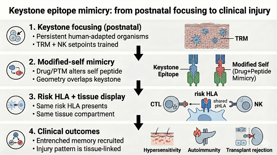 Keystone epitope mimicry image