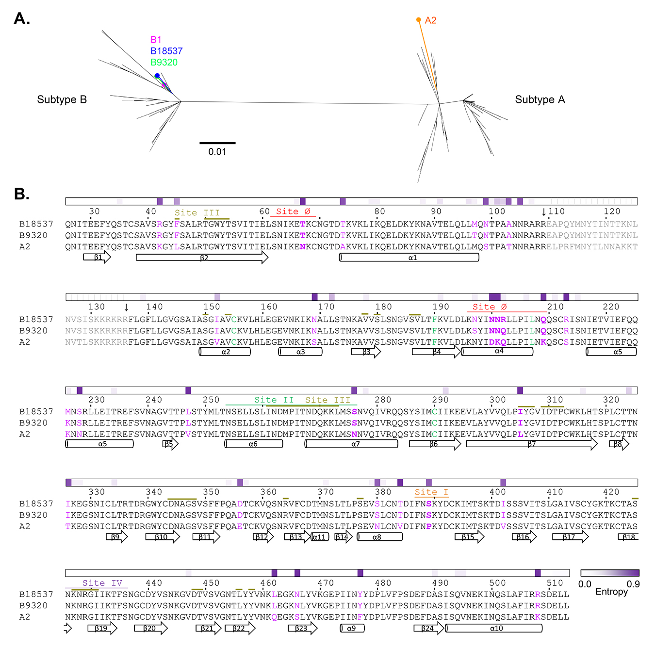 View Of Crystal Structure And Immunogenicity Of The Ds Cav1 Stabilized Fusion Glycoprotein From Respiratory Syncytial Virus Subtype B Pathogens And Immunity