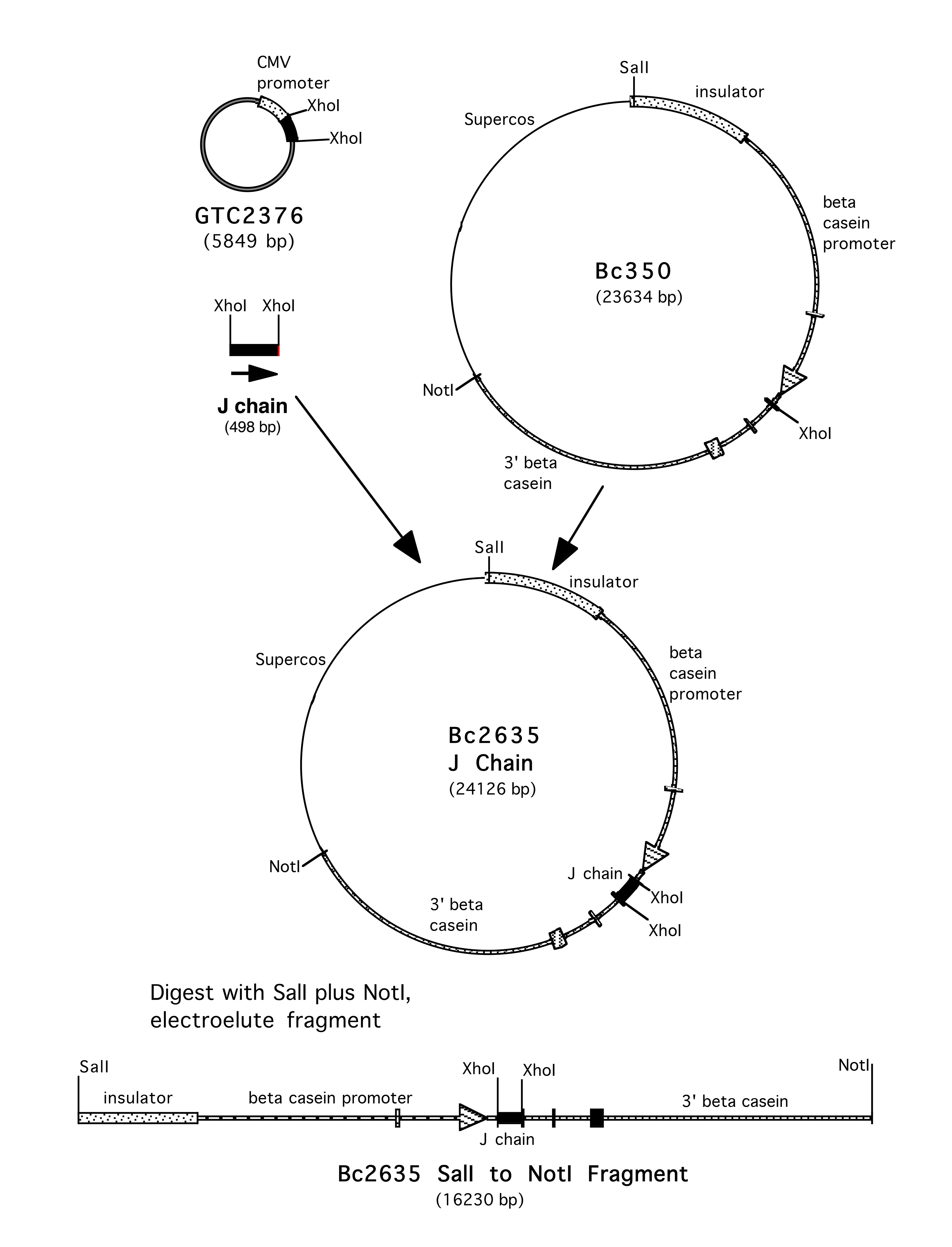 View Of Passive Immunity To Vibrio Cholerae O1 Afforded By A Human Monoclonal Iga1 Antibody Expressed In Milk Pathogens And Immunity