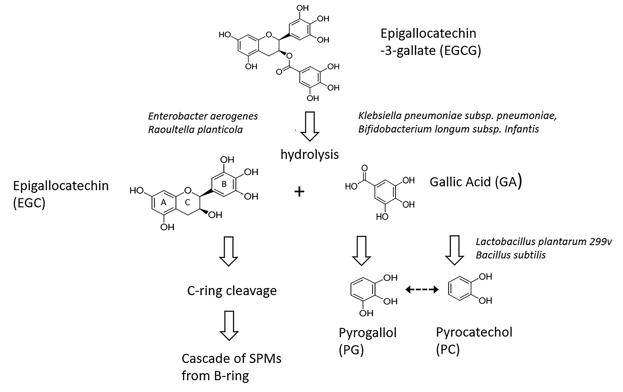 Urinary Metabolites of Green Tea as Potential Markers of Colonization